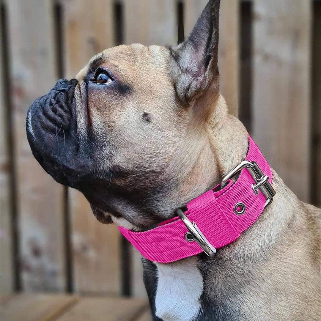 SoftStyle Dog Collar Scarf